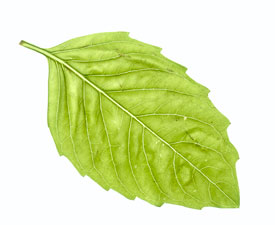 a basil leaf